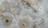 Orbicular Ocean Jasper Slab with Druze - Madagascar #60824-3